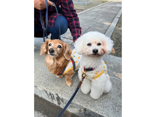 モデル犬卒業後、里親さん宅での様子♪～モアナちゃん～